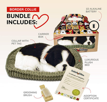 Border Collie Pp
