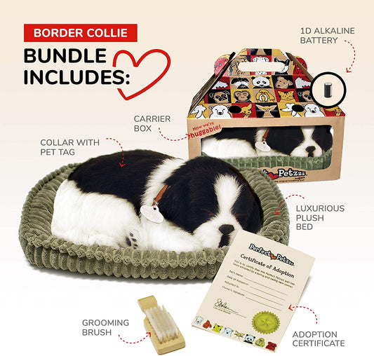 Border Collie Pp