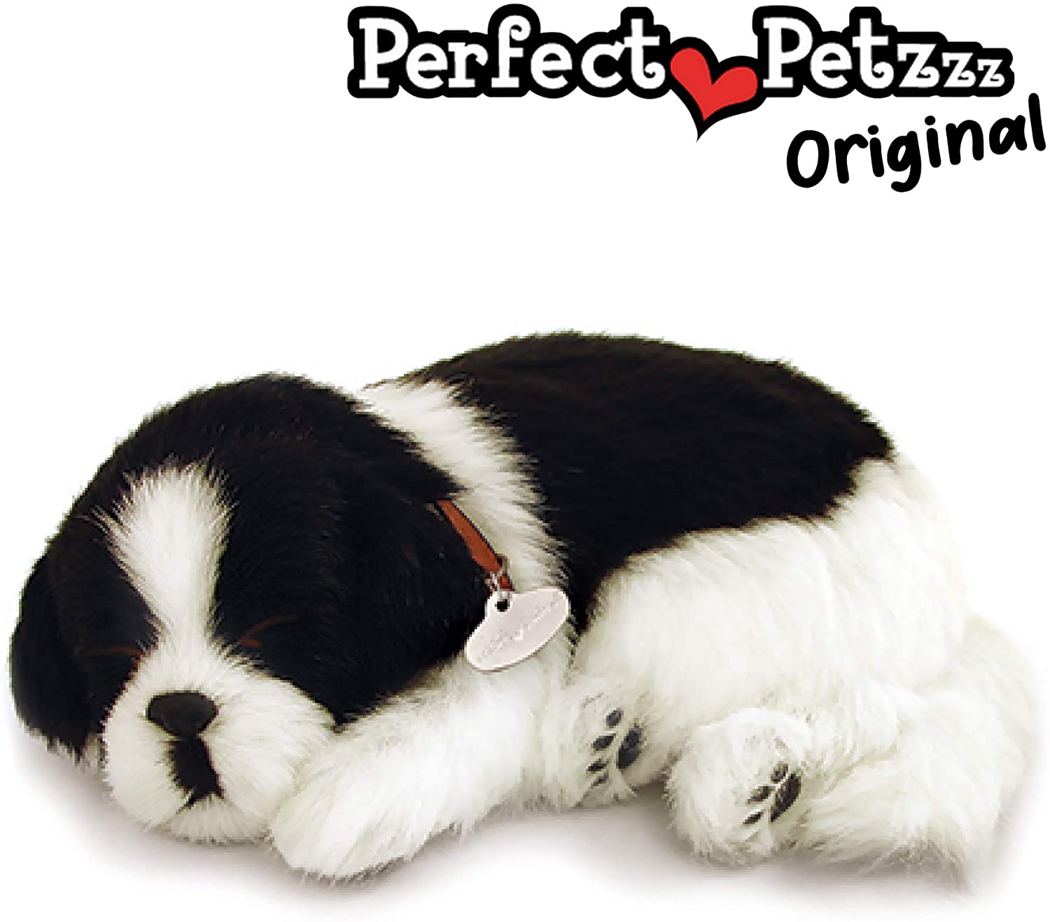 Border Collie Pp
