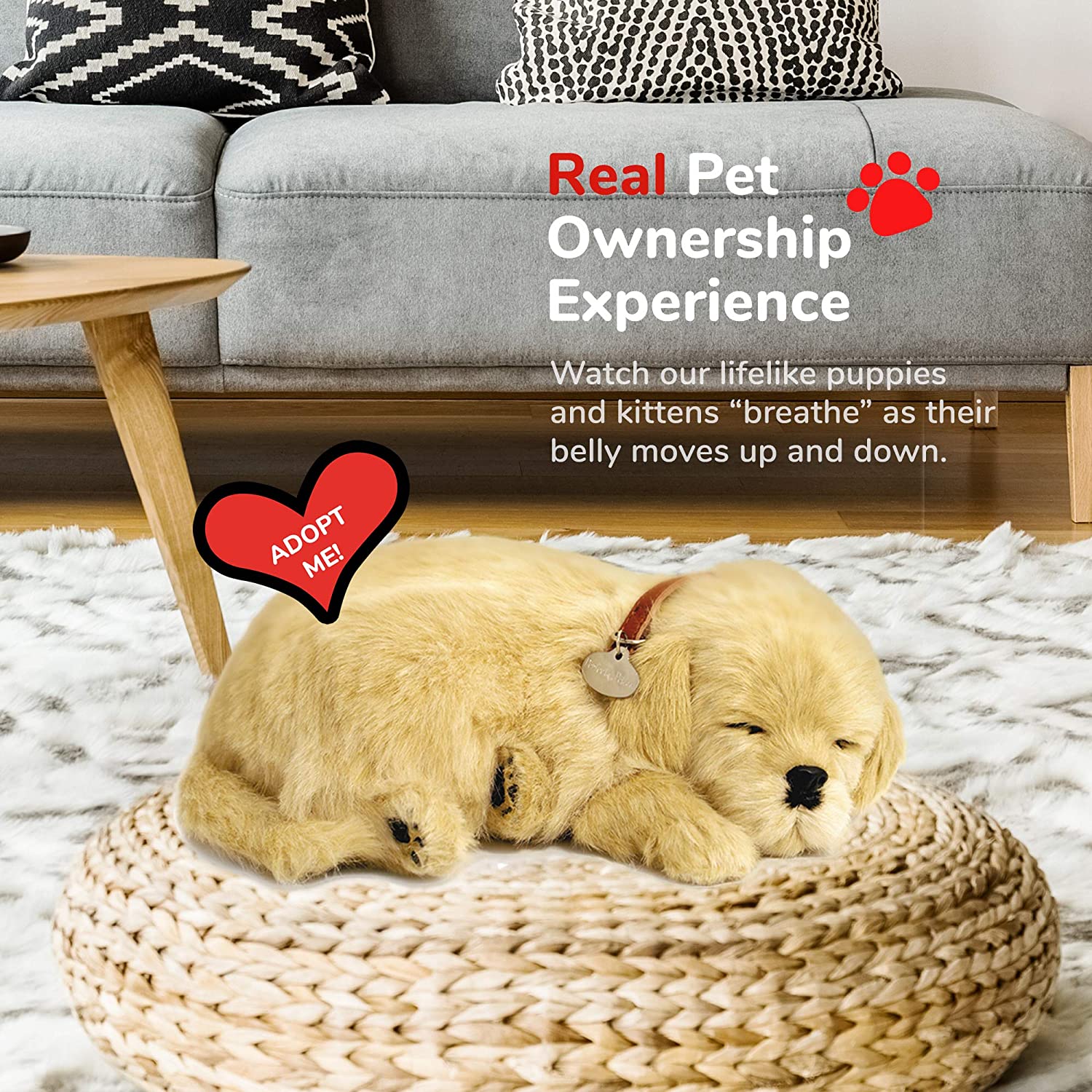 Golden Retreiver