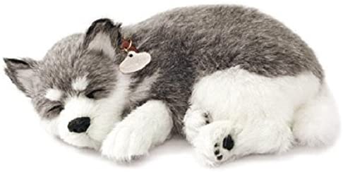 Alaskan Husky Perfect Pet