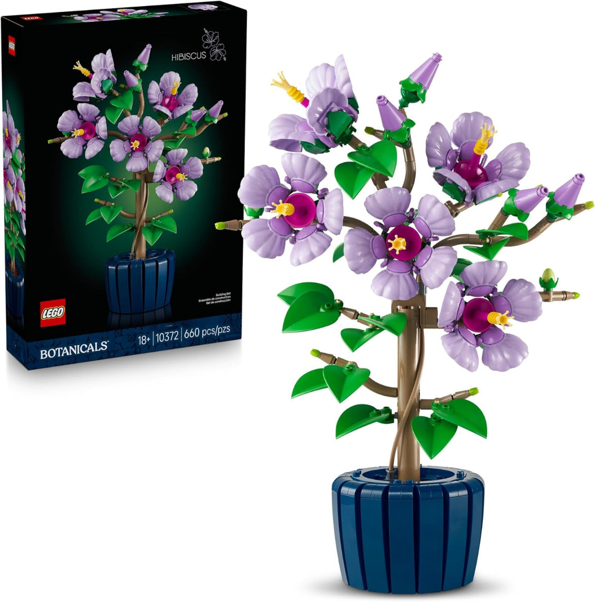 Hibiscus