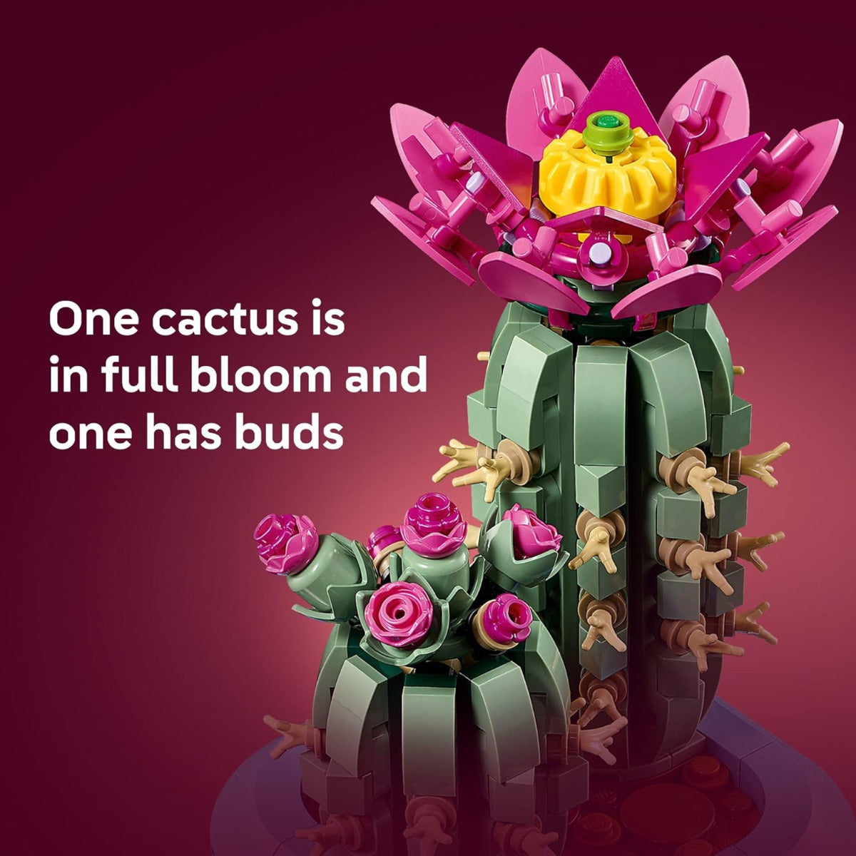 Flowering Cactus