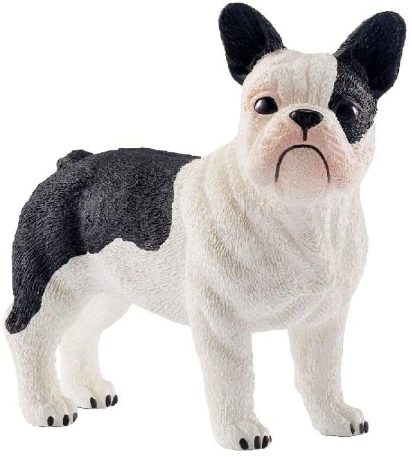 Xfrench Bulldog