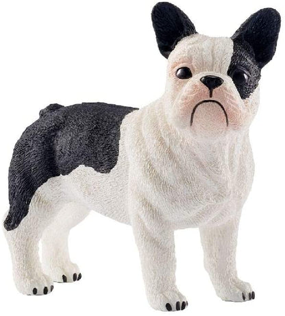 Xfrench Bulldog