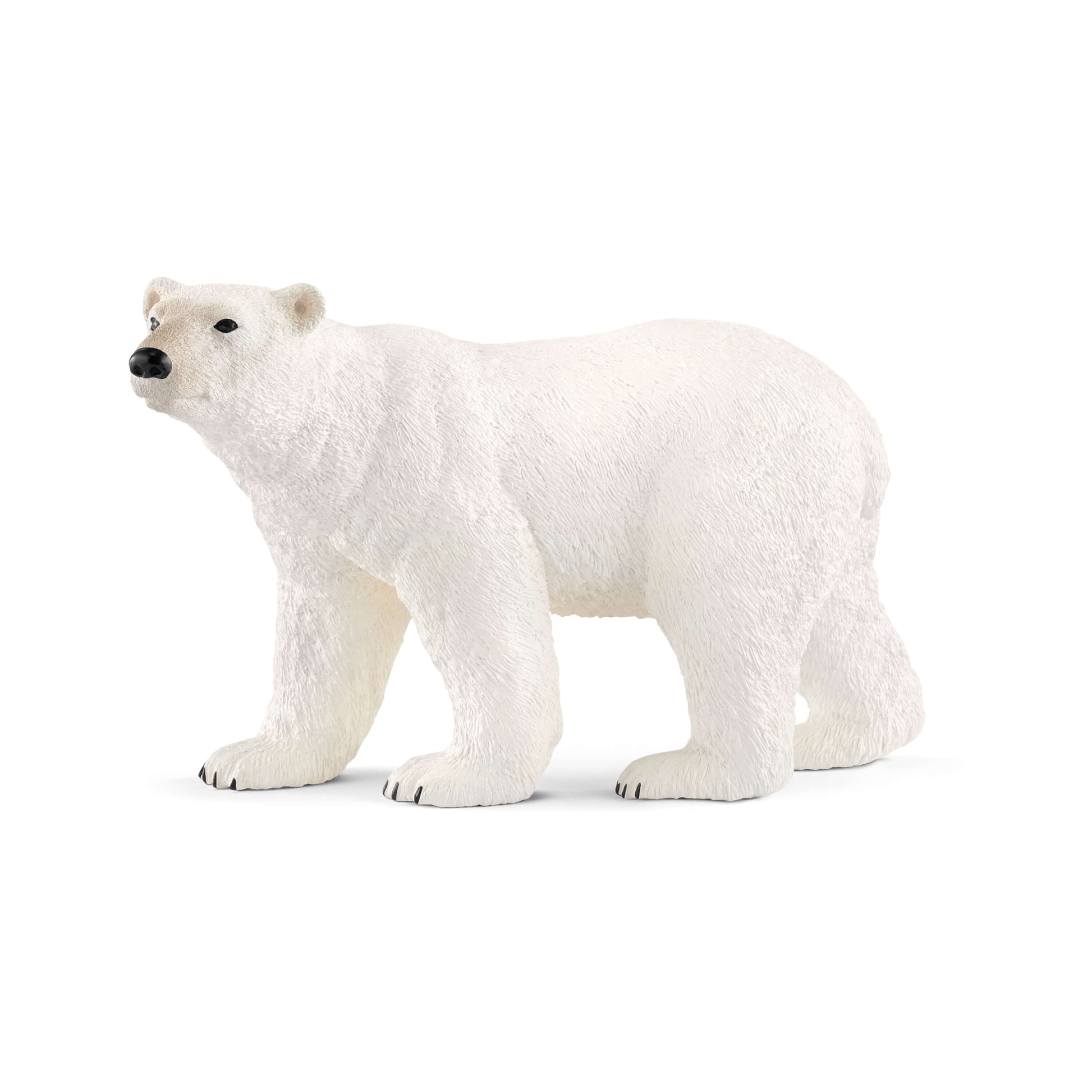 Xpolar Bear