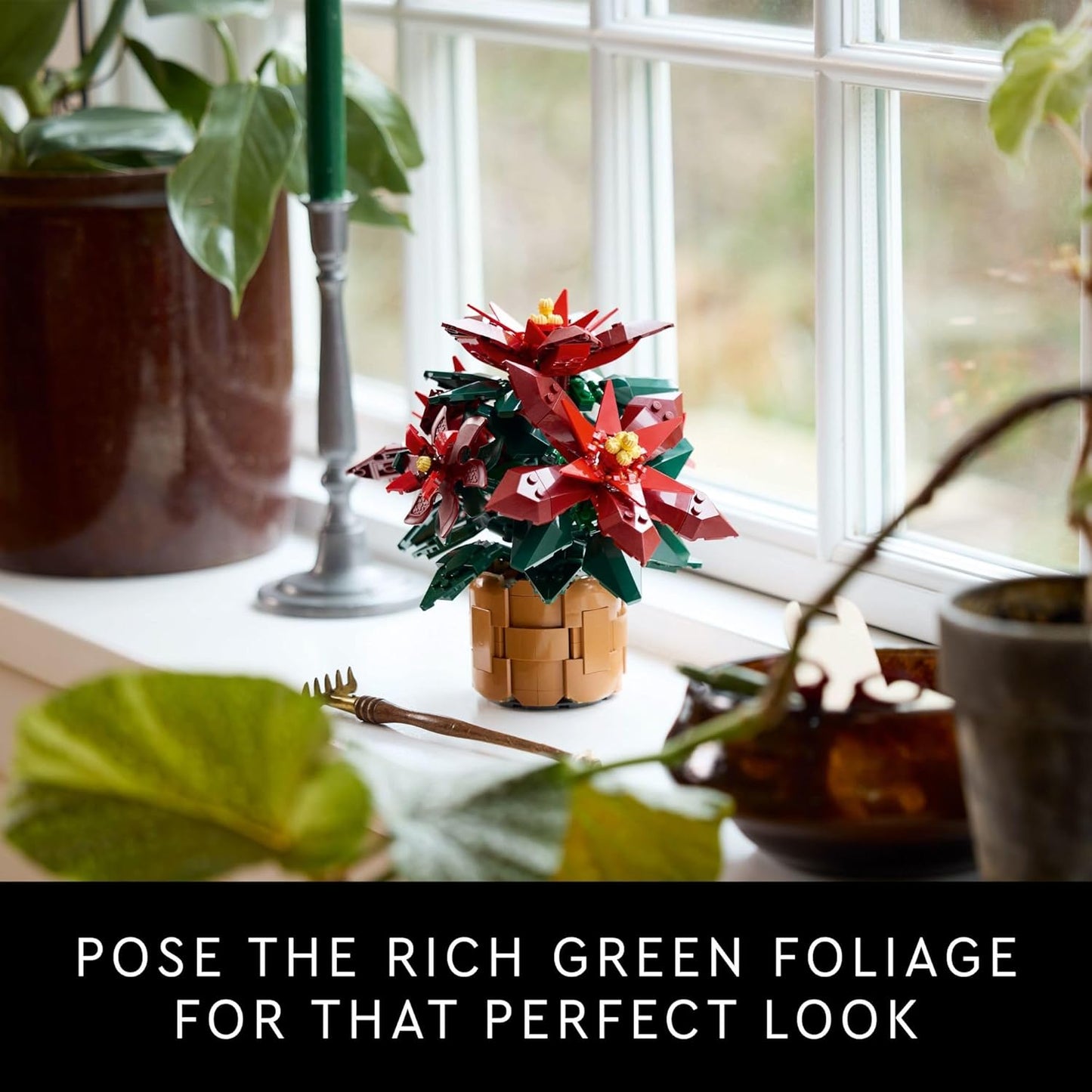 Poinsettia