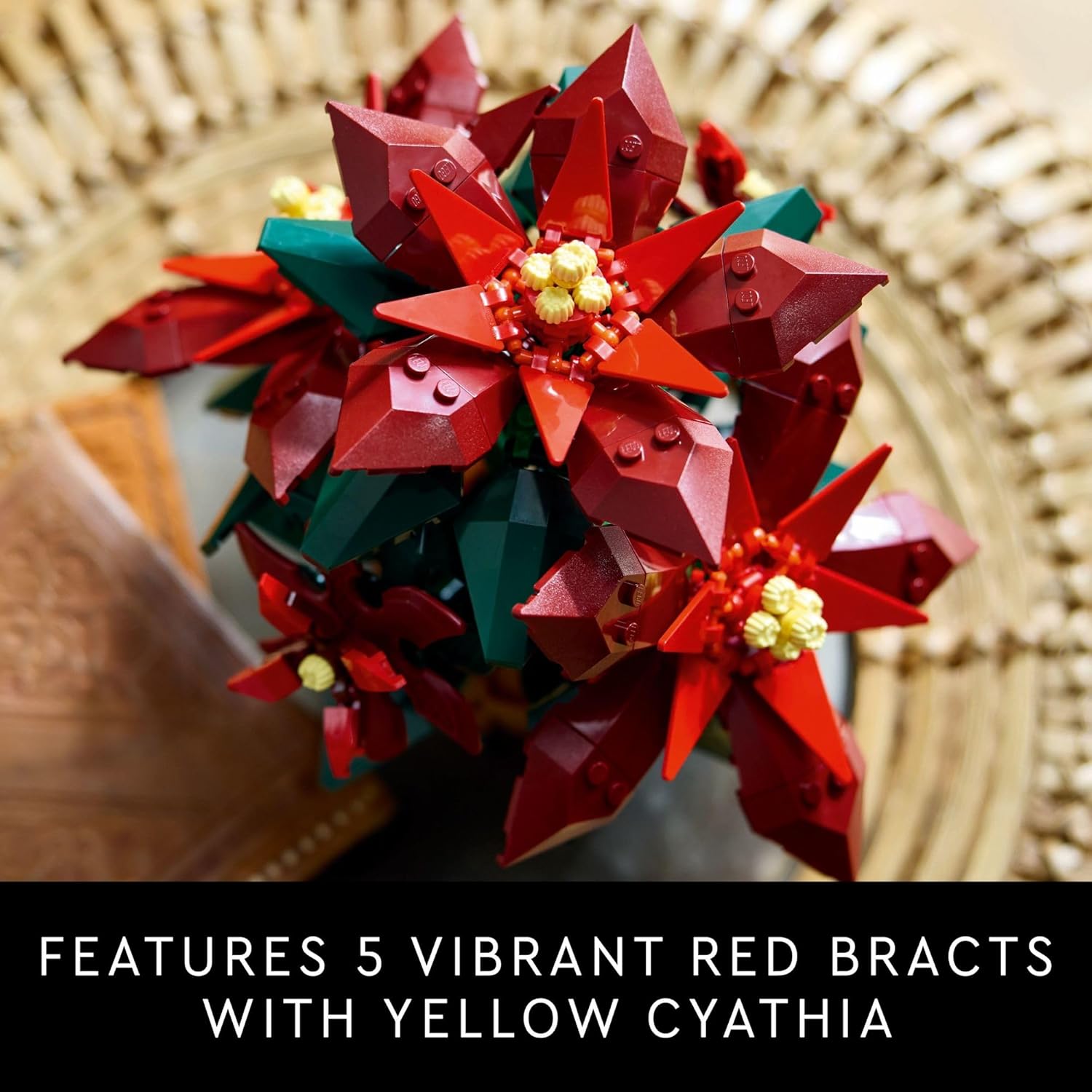Poinsettia