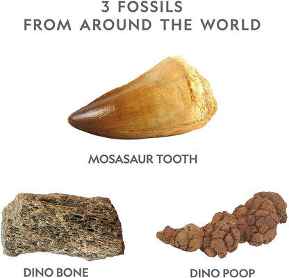 Dino Fossil Dig Kit