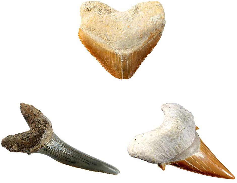 Xshark Tooth Dig Kit