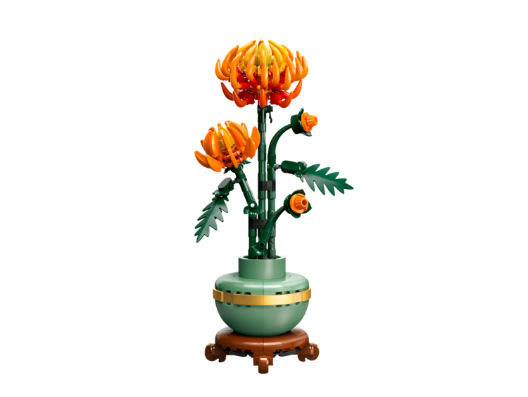 Chrystanthemum