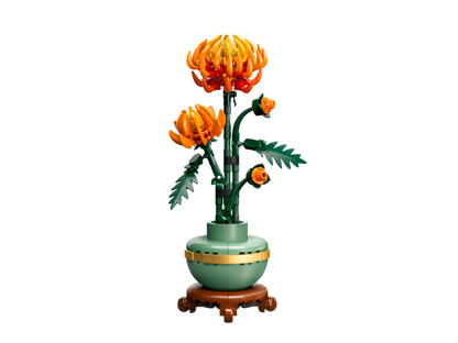 Chrystanthemum